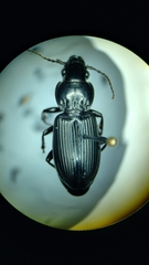 Pterostichus melanarius