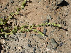 Patellifolia