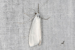 Tipanaea patulella