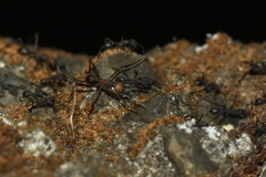 Eciton burchellii parvispinum