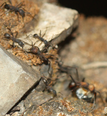 Eciton burchellii parvispinum