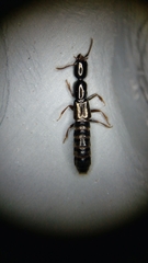 Xantholinus longiventris
