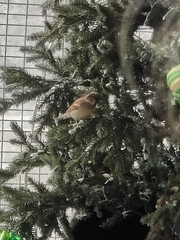 Passer domesticus