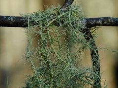 Usnea angulata