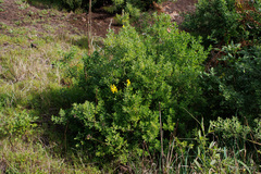 Genista stenopetala