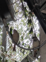 Passer domesticus