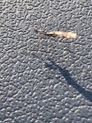 Anopheles punctipennis