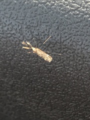 Anopheles punctipennis