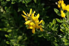 Genista stenopetala