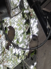 Passer domesticus