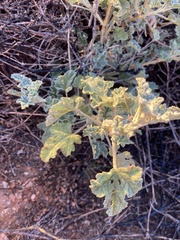 Sphaeralcea