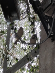 Passer domesticus