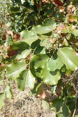 Pterocarpus rotundifolius