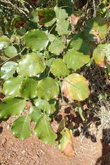 Pterocarpus rotundifolius