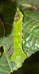 Oxytenis
