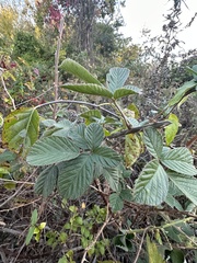 Rubus pascuus