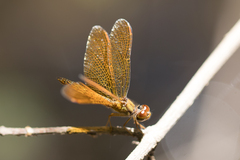 Perithemis icteroptera