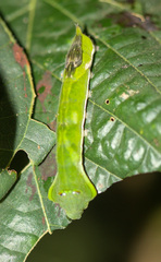 Oxytenis