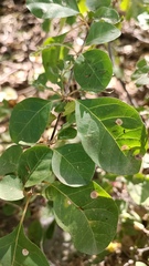 Pisonia capitata