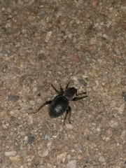 Otiorhynchus meridionalis