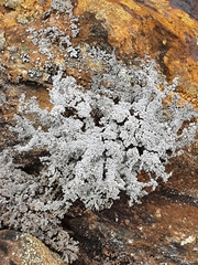 Stereocaulon saxatile