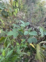 Rubus pascuus