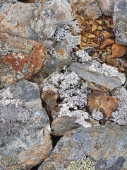 Stereocaulon saxatile