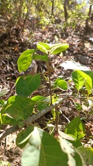 Pisonia capitata