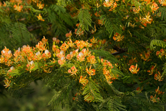 Delonix regia