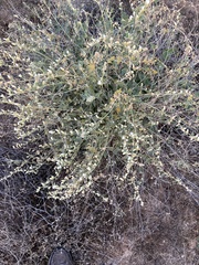 Sphaeralcea