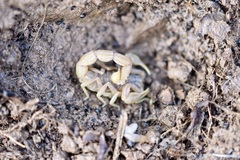 Buthus