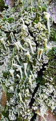 Cladonia chlorophaea