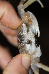 Ocypode occidentalis