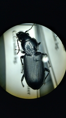 Pterostichus melanarius