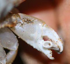 Ocypode occidentalis