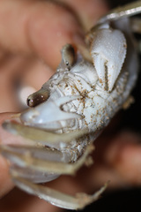 Ocypode occidentalis