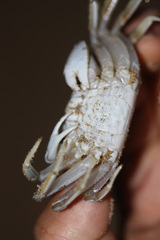 Ocypode occidentalis