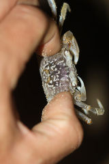 Ocypode occidentalis