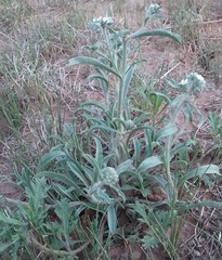 Oreocarya suffruticosa setosa