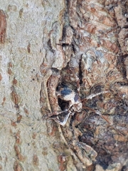 Ophiocordyceps unilateralis