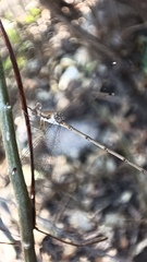 Lestes sigma