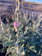 Sphaeralcea