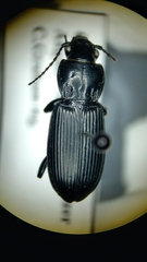 Pterostichus melanarius