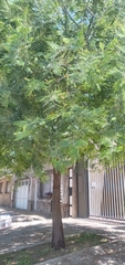 Libidibia ferrea