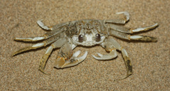 Ocypode occidentalis