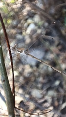 Lestes sigma