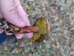 Aureoboletus