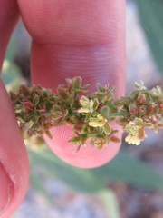 Rumex californicus