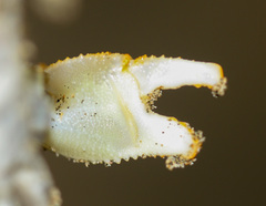 Ocypode gaudichaudii