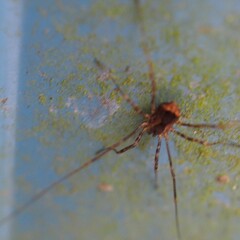 Leiobunum ventricosum